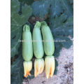 SQ15 Yila hot squash sementes resistentes, sementes de cabaça, sementes de abóbora longa forma